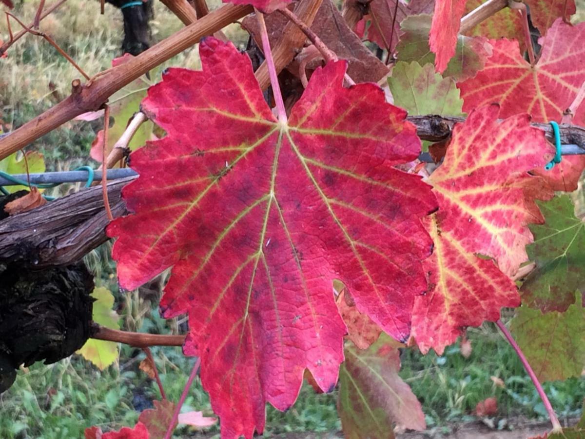 Il Giardino B&B Castelvetro di Modena Dış mekan fotoğraf