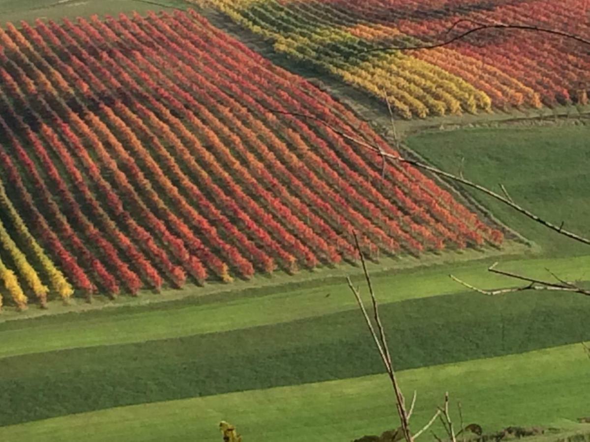 Il Giardino B&B Castelvetro di Modena Dış mekan fotoğraf